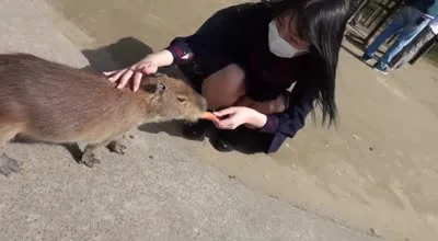 FC2-PPV-3363270 天生丽质的美人