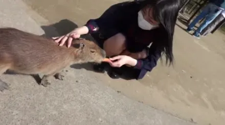 FC2-PPV-3363270 天生丽质的美人